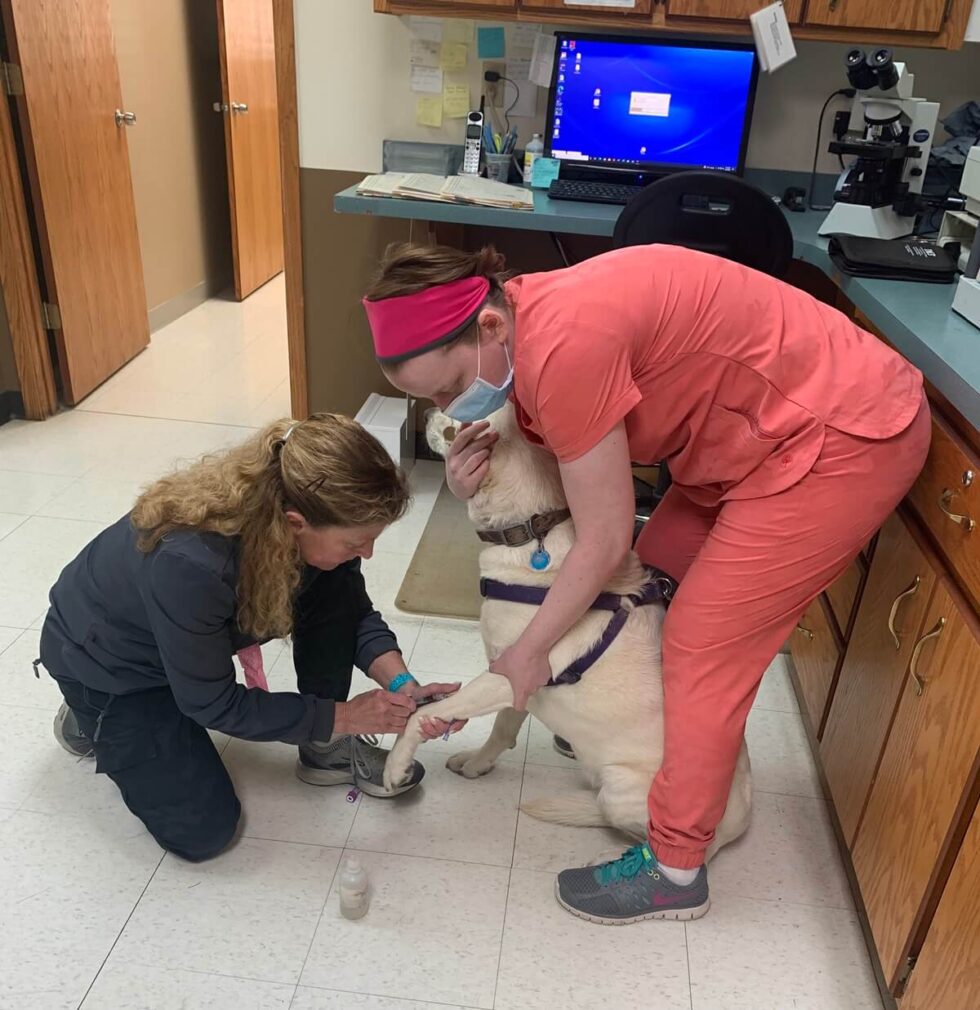 Best Veterinary Hospital In Lindstrom, MN Animal Medical Center Lindstrom