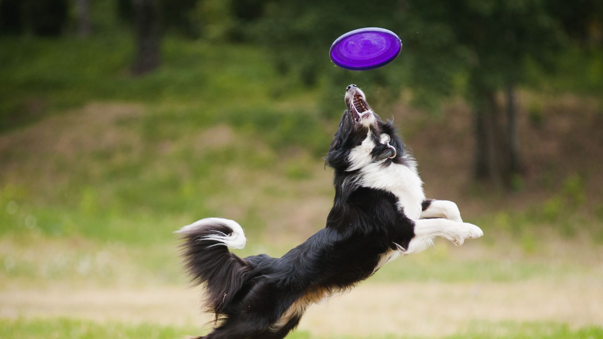 Lindstrom, MN Veterinary Jobs Animal Medical Center Of Lindstrom