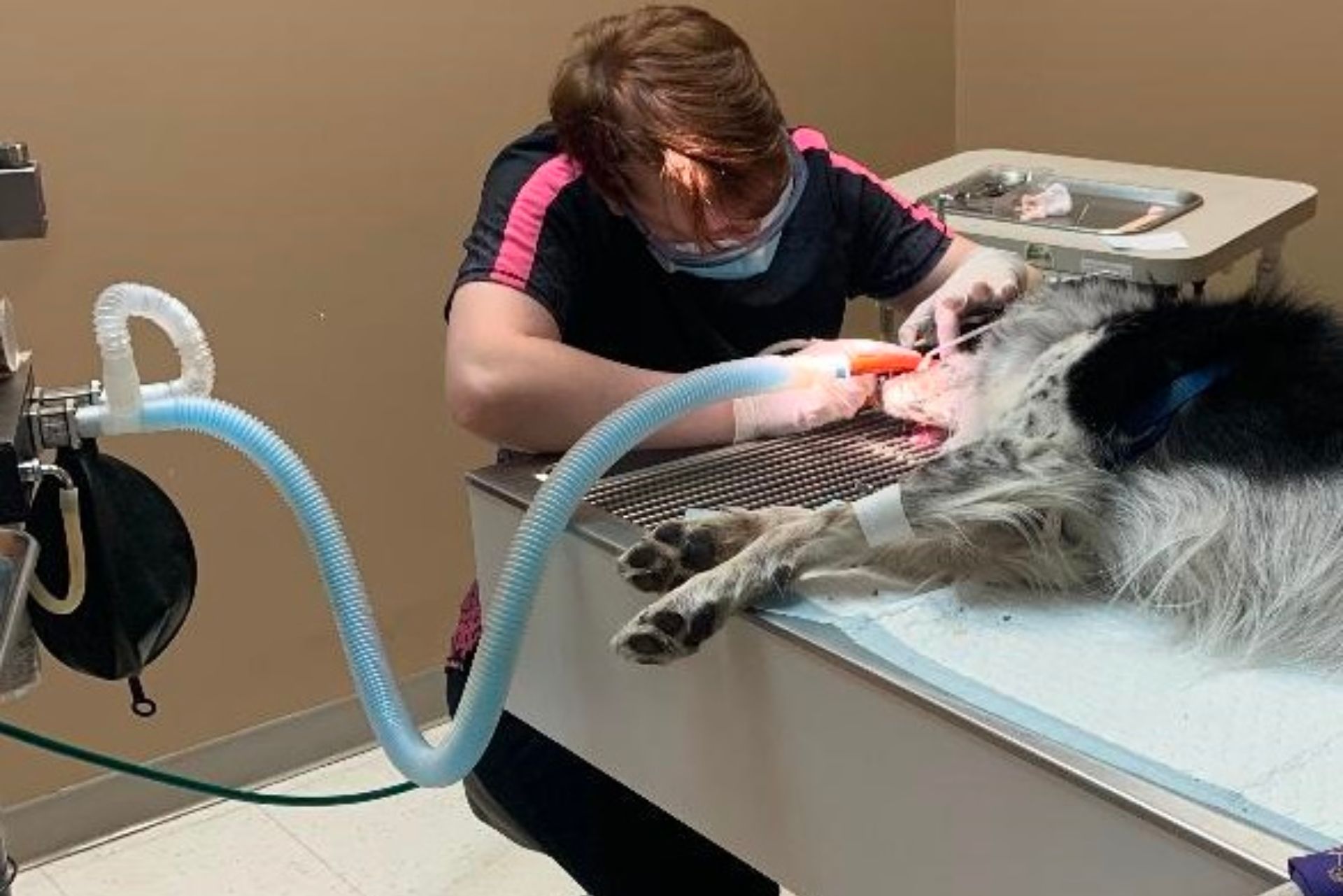 cat with wide eyes is having its teeth brushed