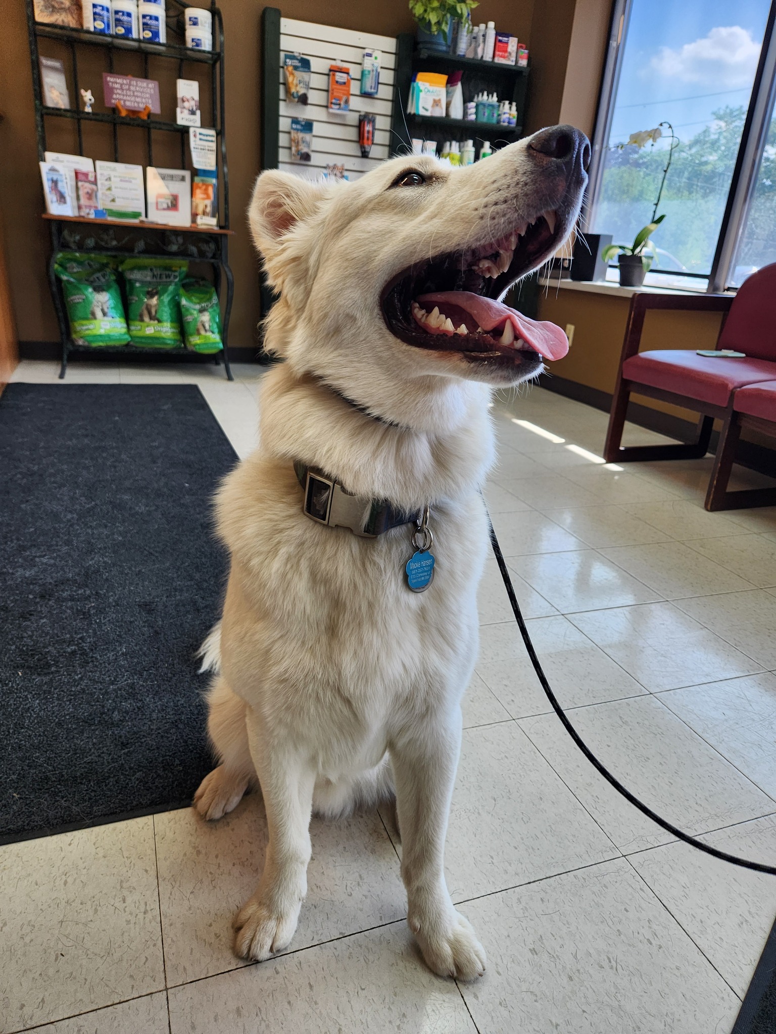 dog with tongue out sitting on tile floor