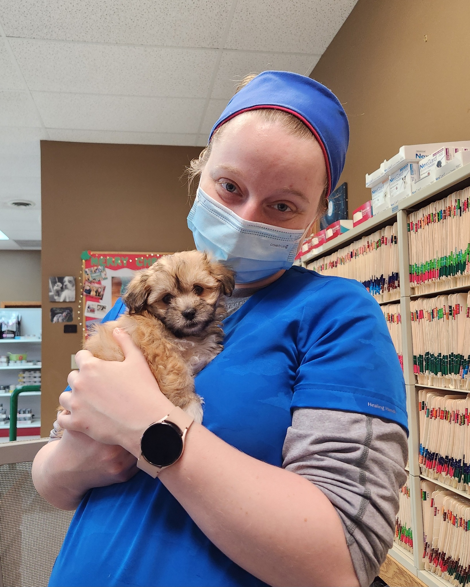 vet holding a puppy