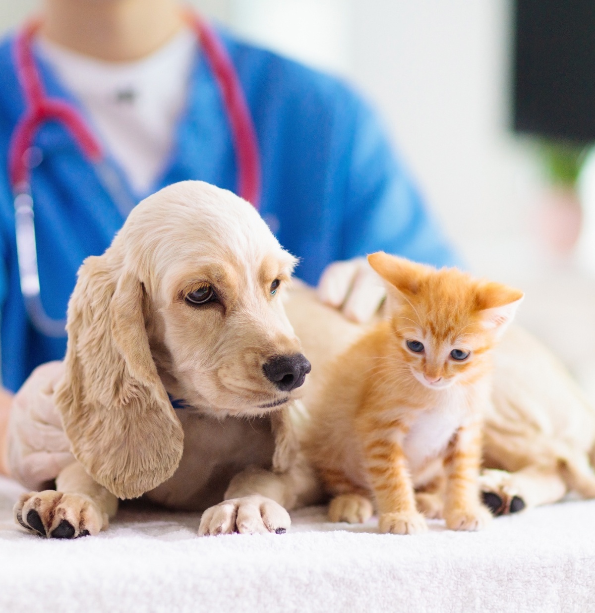 A beige puppy and an orange kitten sit on a white table at a veterinary clinic