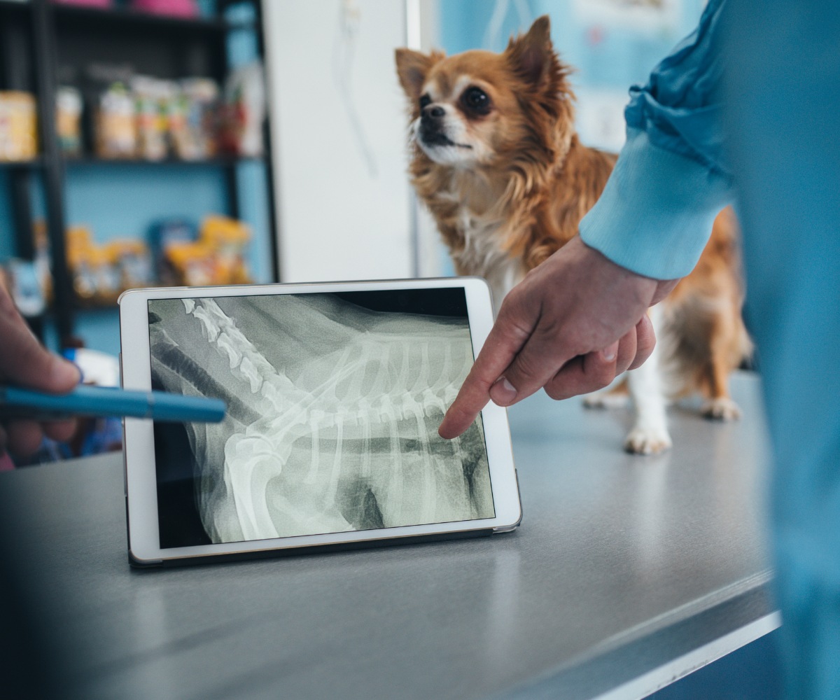 A veterinarian points to a dog's X-ray displayed on a tablet