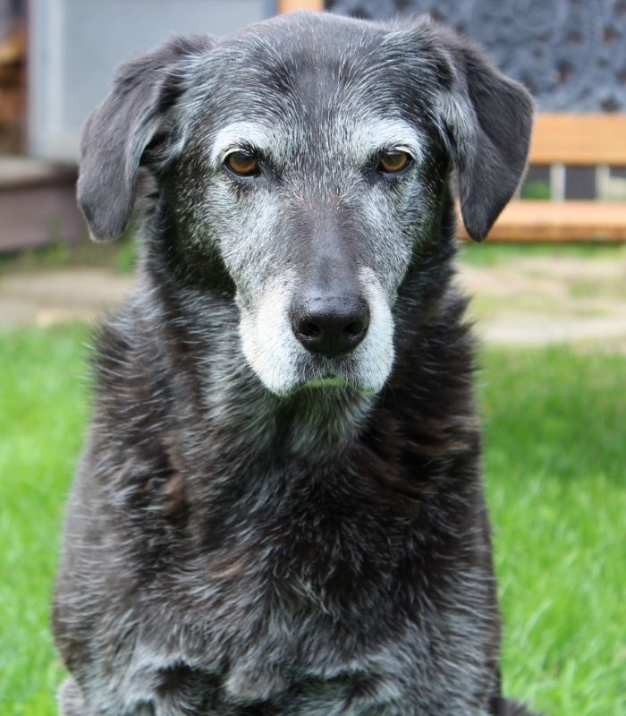 an old dog sitting on lawn
