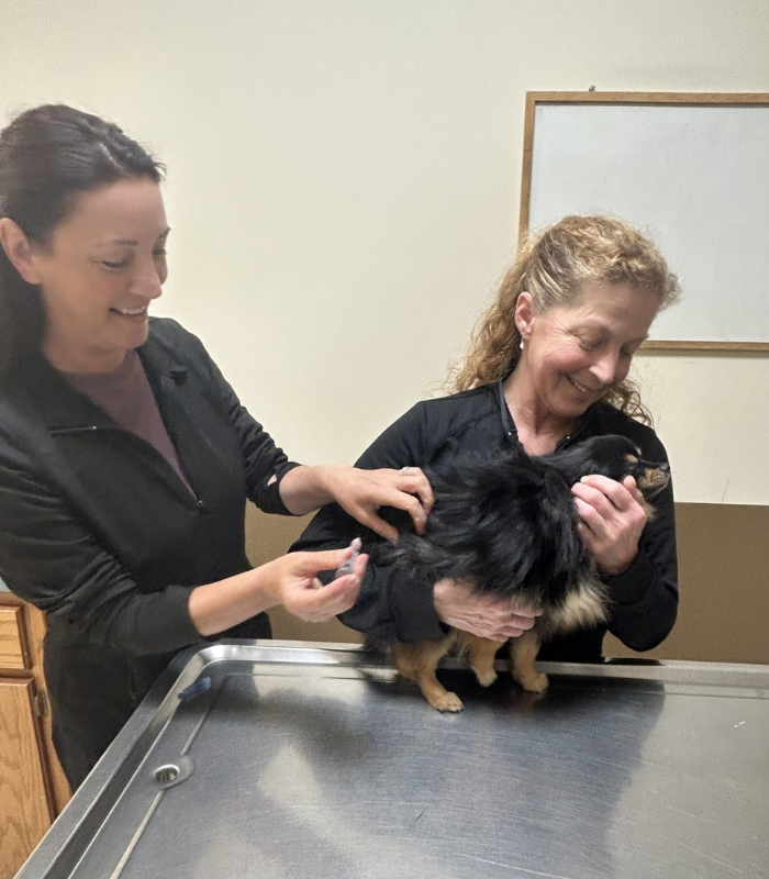 vet examining a dog on a table