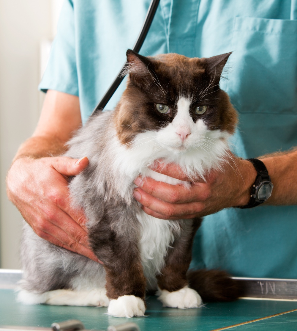 Veterinarian in teal scrubs gently holding a fluffy, brown and white cat