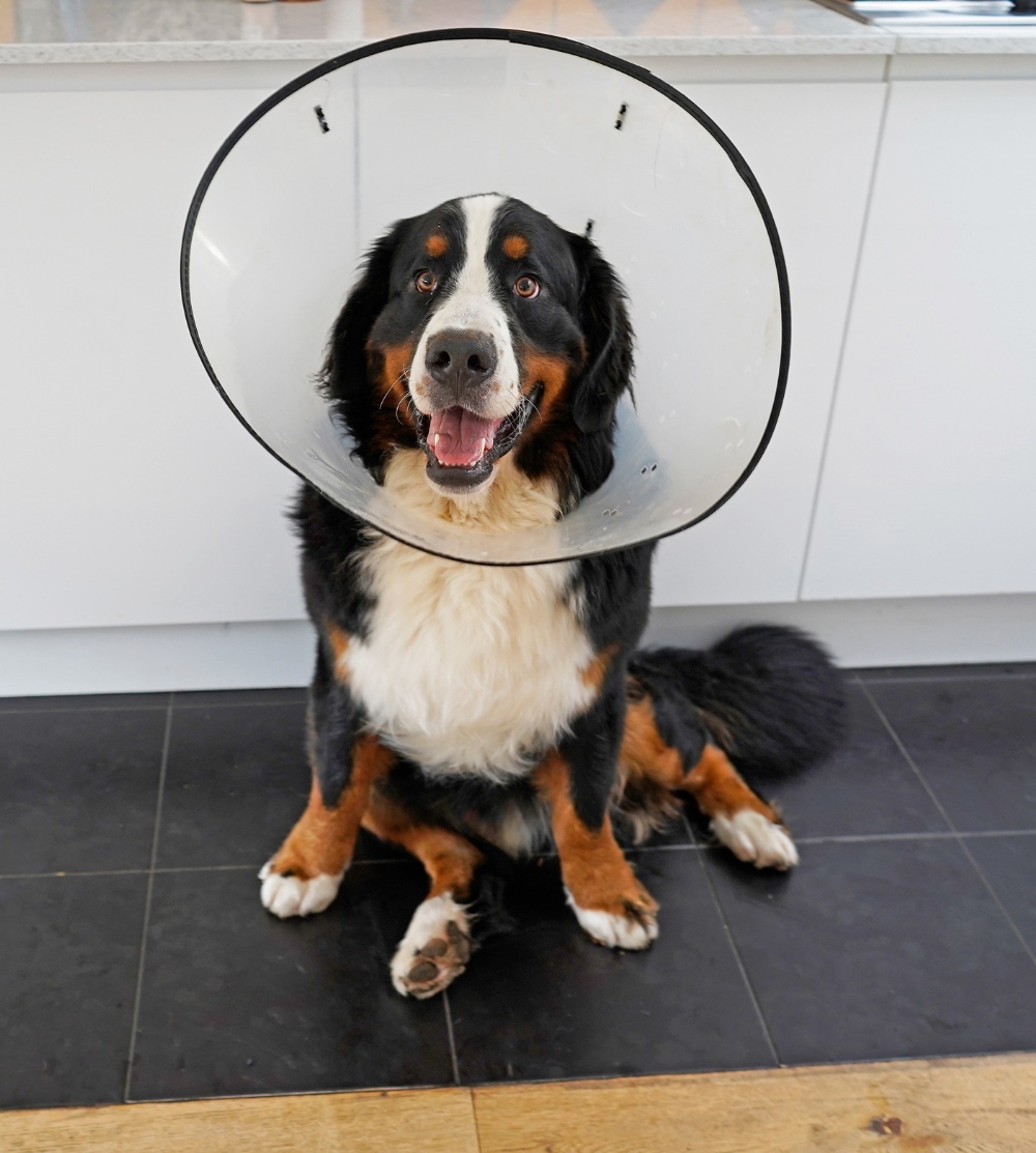 dog wears a surgical cone