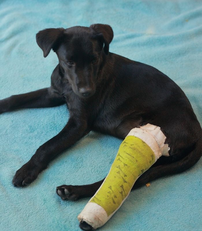 A dog sitting with bandage on the back leg