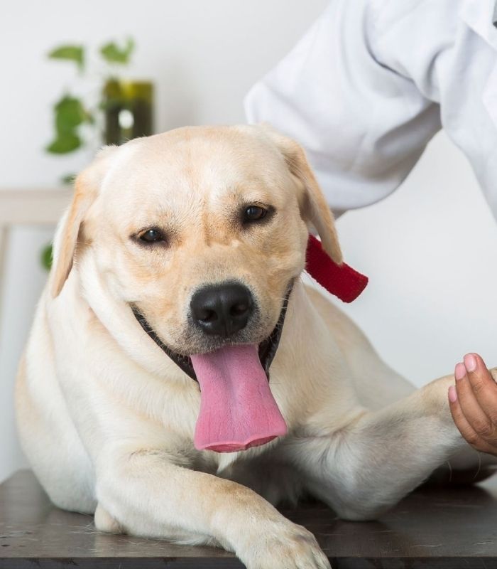 vet examining a dog on a table