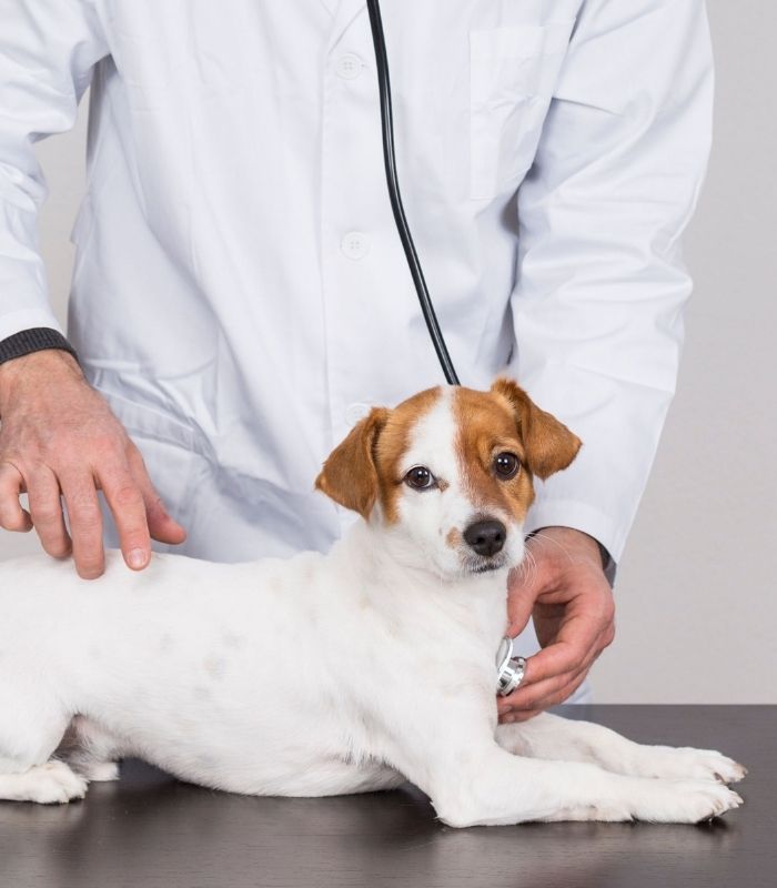 vet examining a dog with a stethoscope