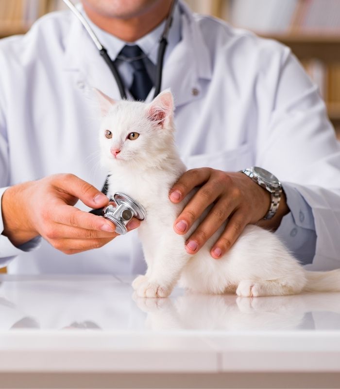 vet examining a kitten