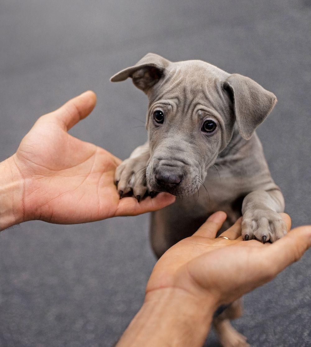 A person's hand gently holds a small, fluffy puppy